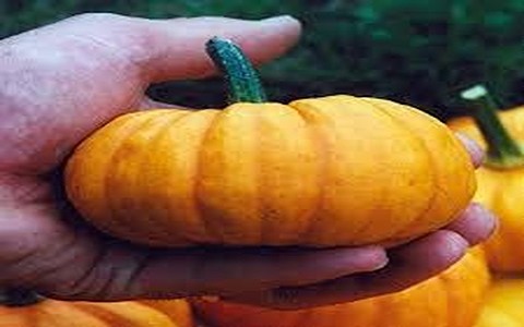 تصویر 1 از خرید کدو حلوایی کوچک + قیمت فروش استثنایی